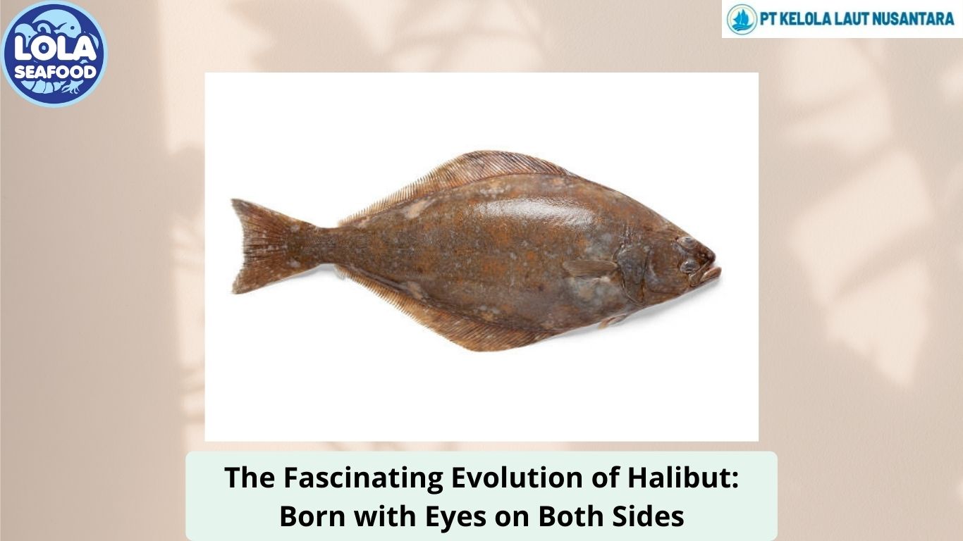 The Fascinating Evolution of Halibut: Born with Eyes on Both Sides